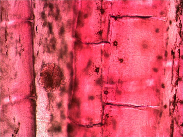 Плавник рыбы под микроскопом Плавник рыбы под микроскопом