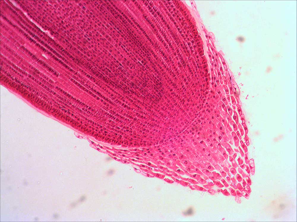 Корневой чехлик под микроскопом Корневой чехлик под микроскопом