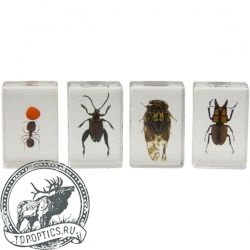 Набор 3D-образцов насекомых Celestron №3  #4409