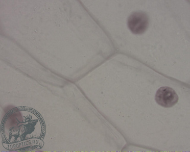 Цифровая камера - окуляр микроскопа MVV3000