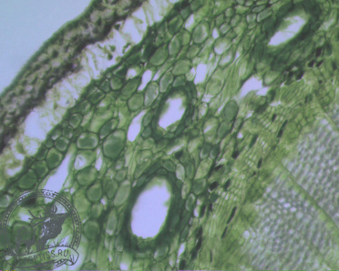 Цифровая камера - окуляр микроскопа MVV3000