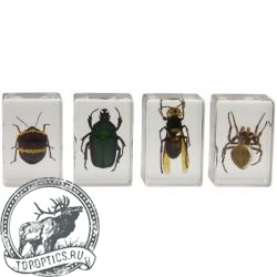 Набор 3D-образцов насекомых Celestron №2  #44408