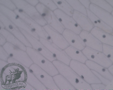 Цифровая камера - окуляр микроскопа MVV3000